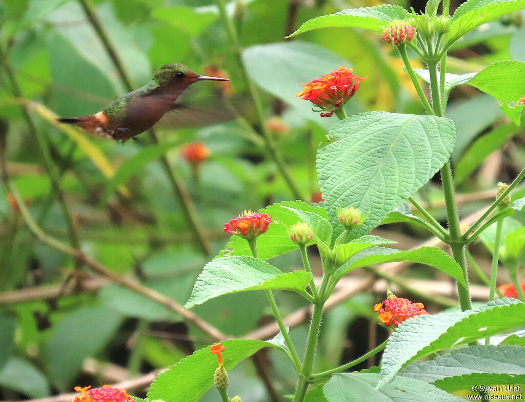 Coquette huppe-col femelle adulte