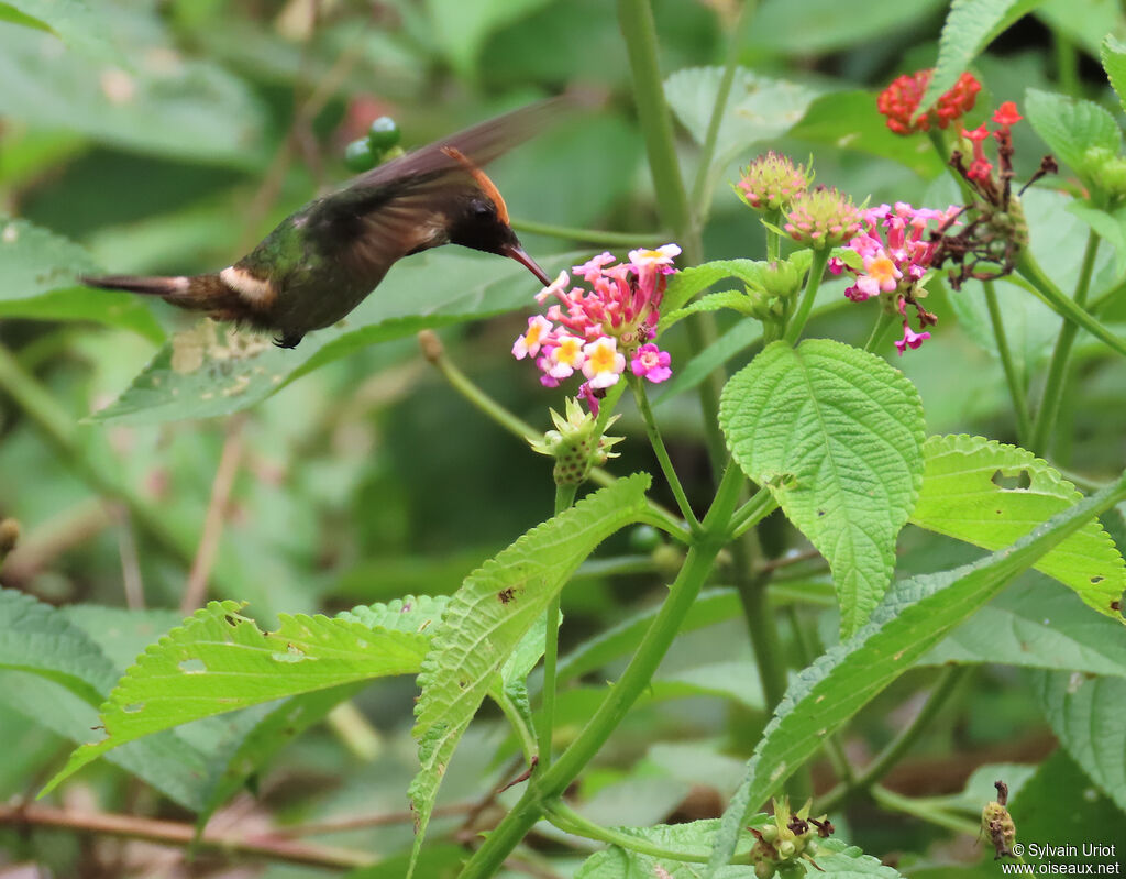 Coquette huppe-col mâle adulte