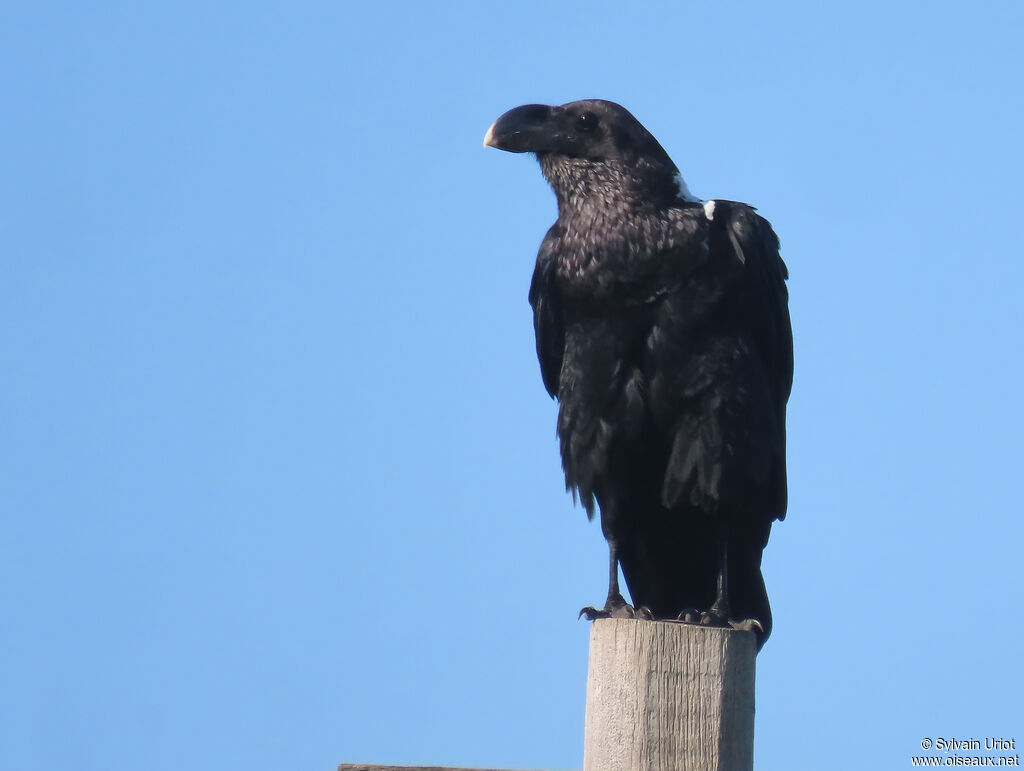 White-necked Ravenadult