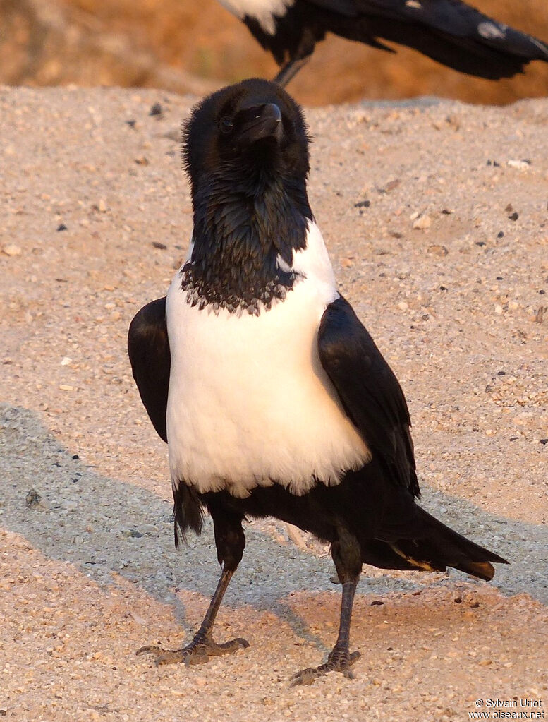 Pied Crow