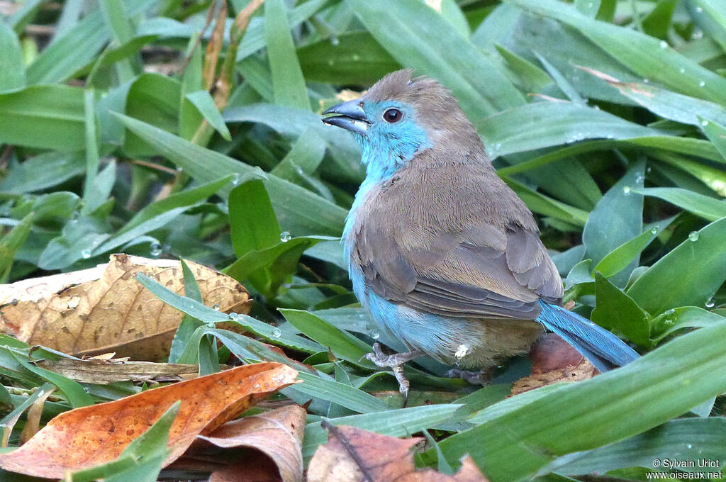 Blue Waxbill male adult