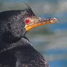 Cormoran couronné