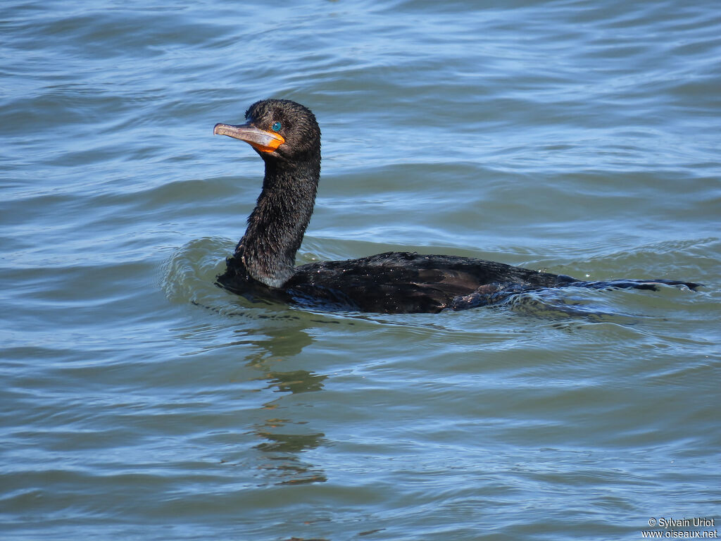 Cape Cormorantadult post breeding