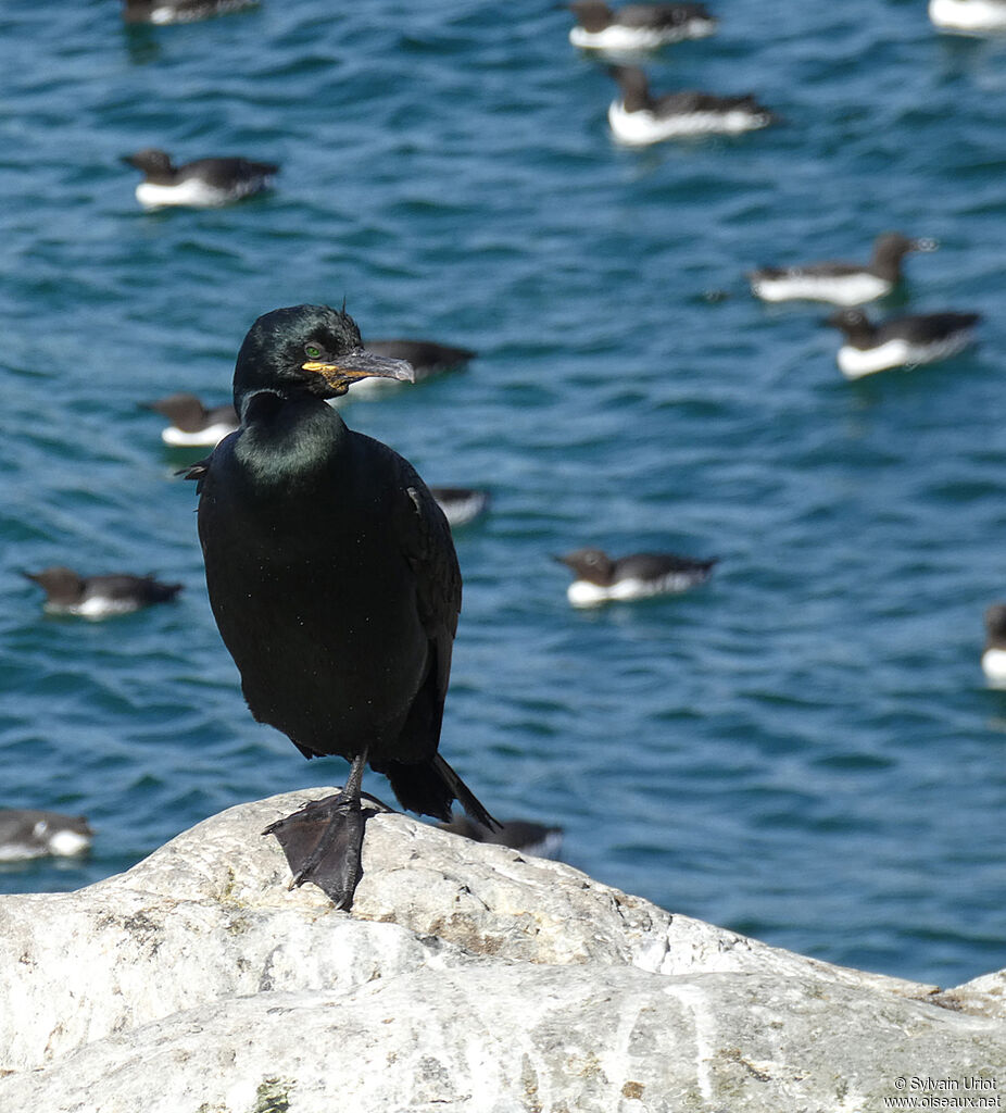 Cormoran huppéadulte