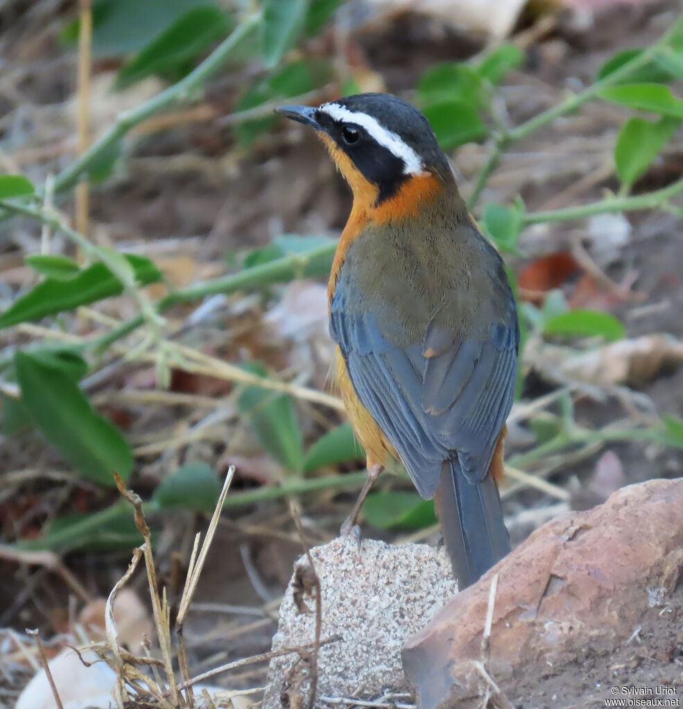 White-browed Robin-Chatadult