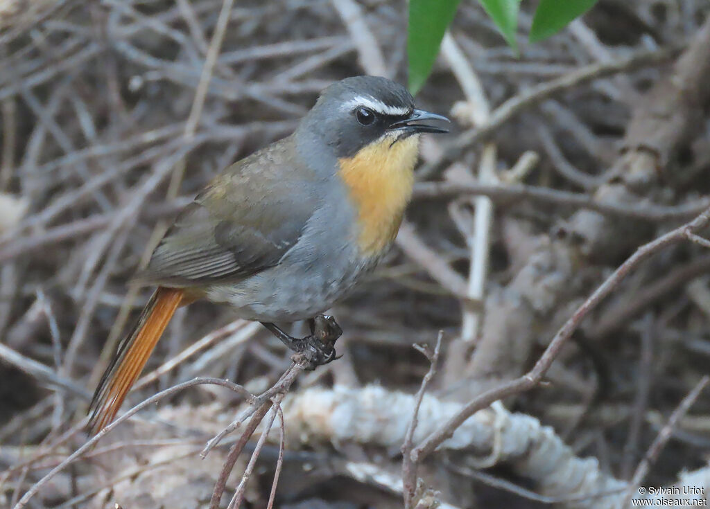 Cape Robin-Chatadult