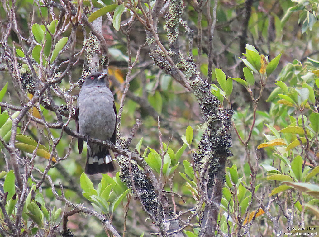 Cotinga à huppe rougeadulte