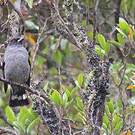 Cotinga à huppe rouge