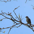 Cotinga de Cayenne