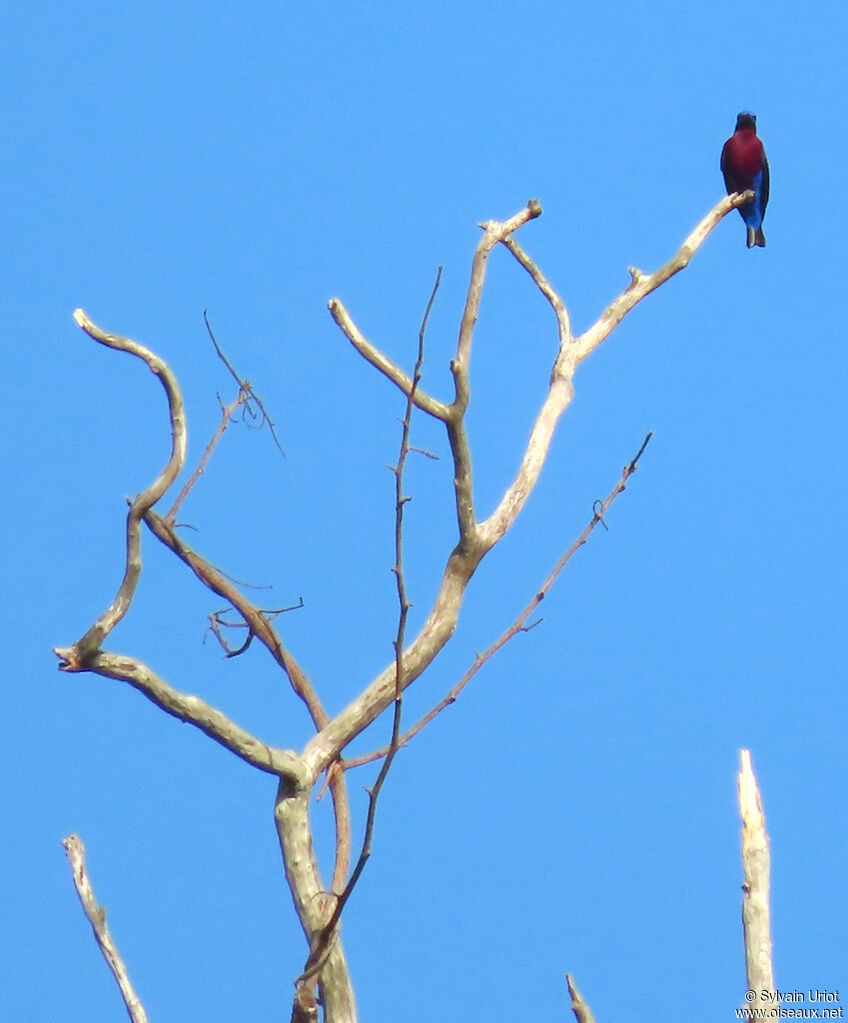 Purple-breasted Cotinga male adult