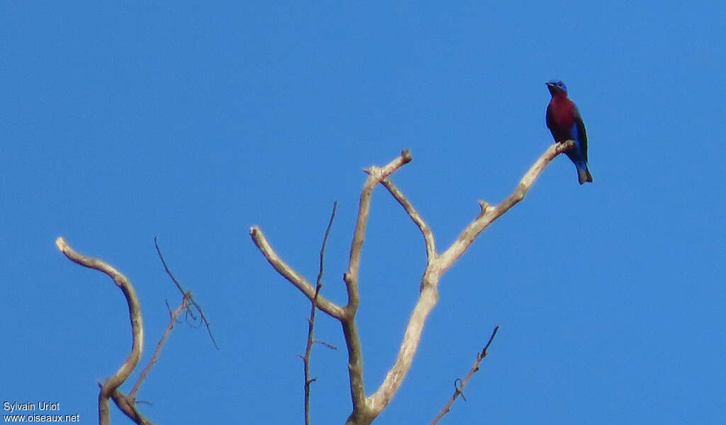 Purple-breasted Cotinga male adult, pigmentation, Behaviour