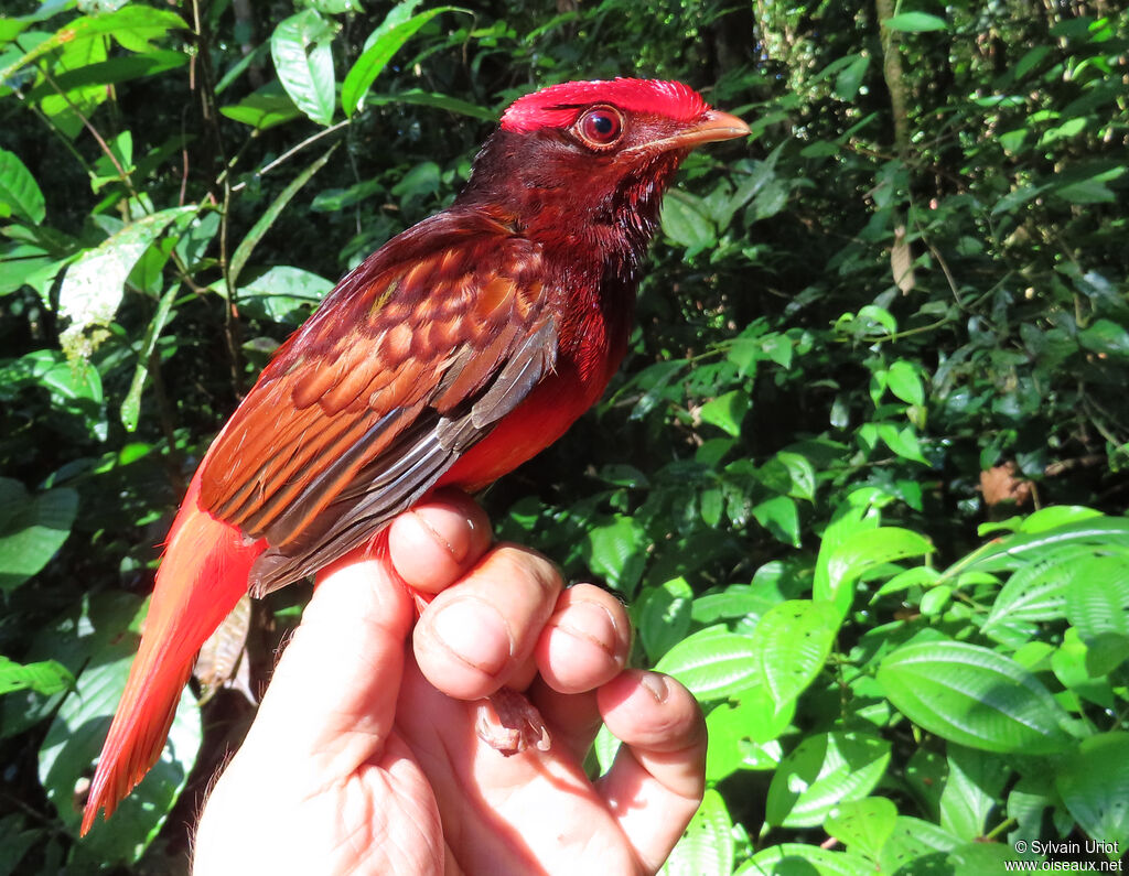 Guianan Red Cotinga male adult