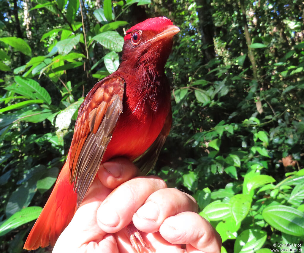 Guianan Red Cotinga male adult