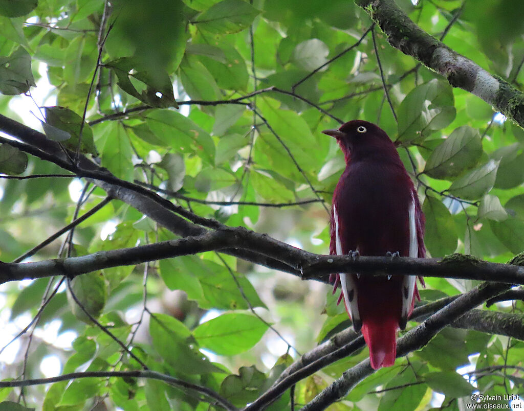 Cotinga pompadour mâle adulte
