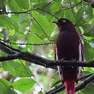 Cotinga pompadour