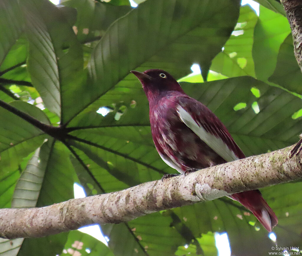 Cotinga pompadour mâle subadulte