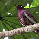 Cotinga pompadour