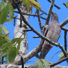 Cotinga pompadour