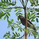 Cotinga pompadour