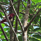 Cotinga pompadour