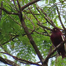 Cotinga pompadour