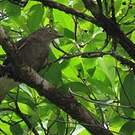 Cotinga pompadour