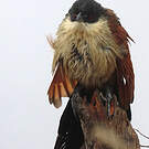 Coucal de Burchell