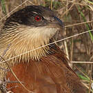 Coucal de Burchell