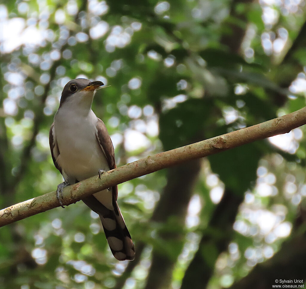 Yellow-billed Cuckooadult