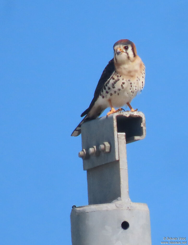 American Kestrel male adult