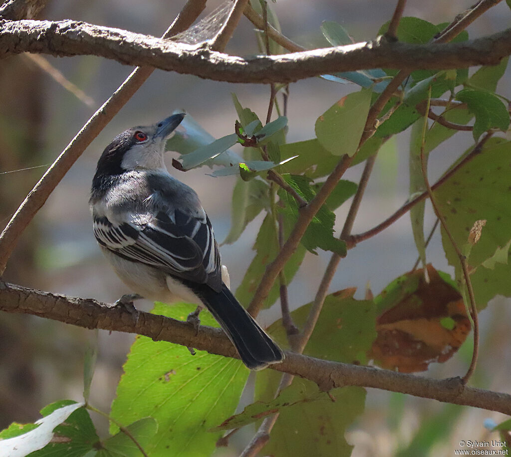 Black-backed Puffback female adult