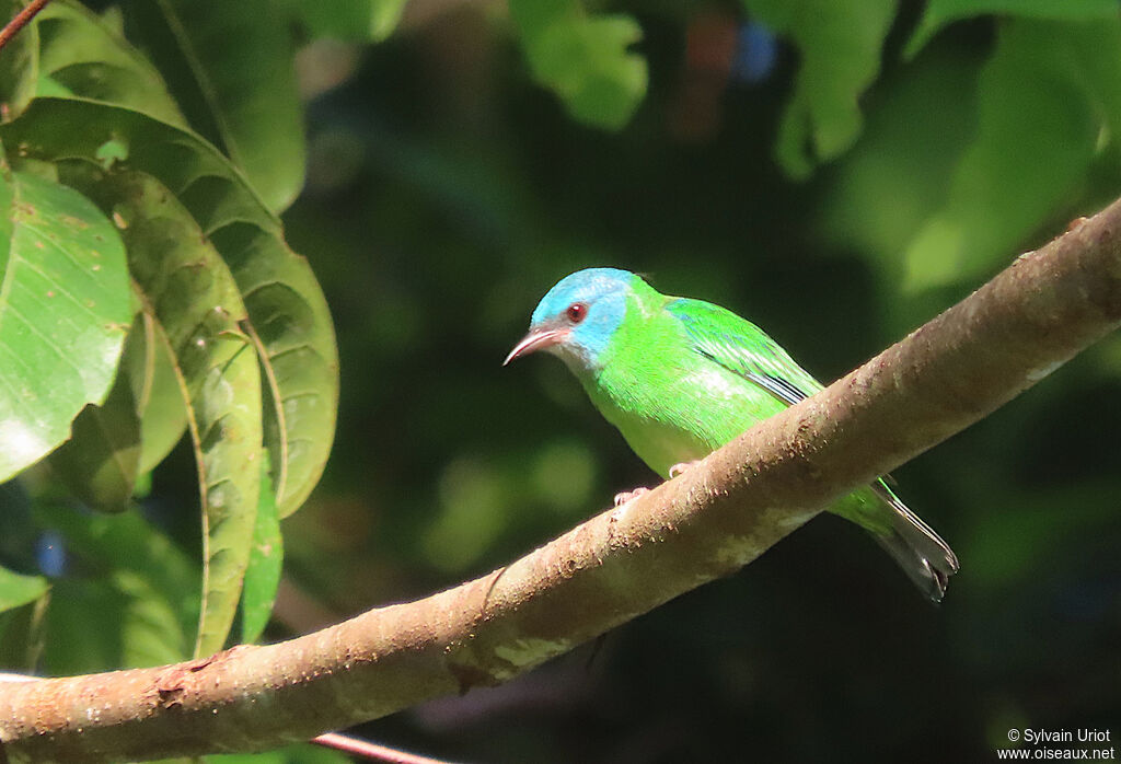 Blue Dacnis female adult