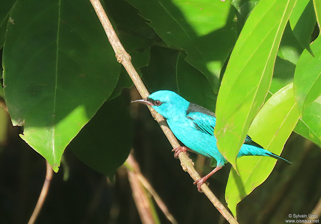 Blue Dacnis male adult