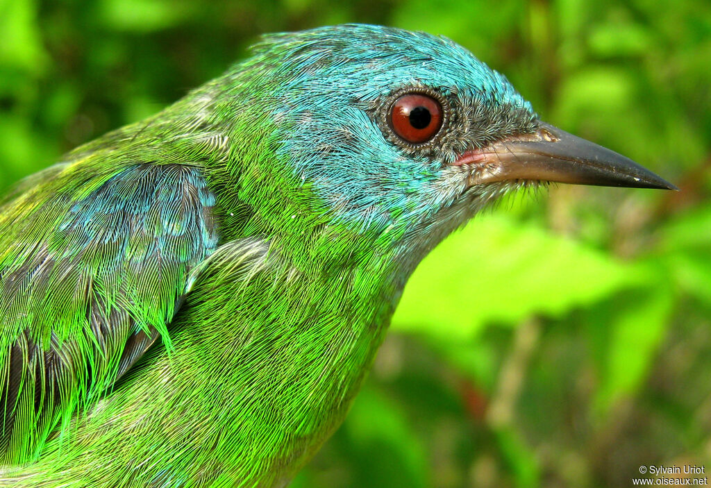 Blue Dacnis female adult