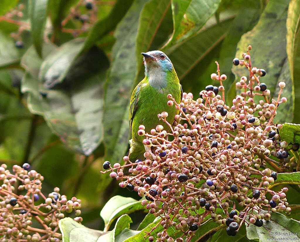 Blue Dacnis female adult