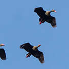 Dendrocygne à ventre noir