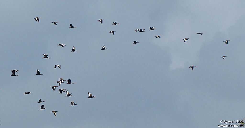 Dendrocygne à ventre noir