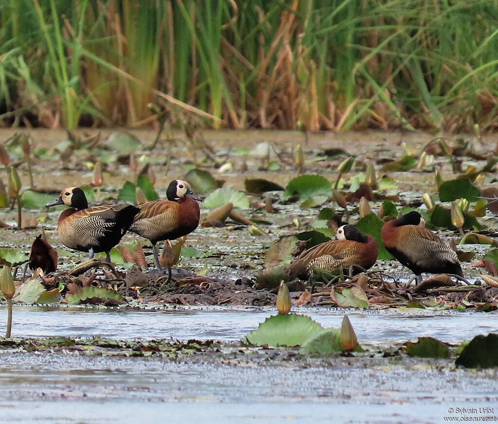 Dendrocygne veufadulte