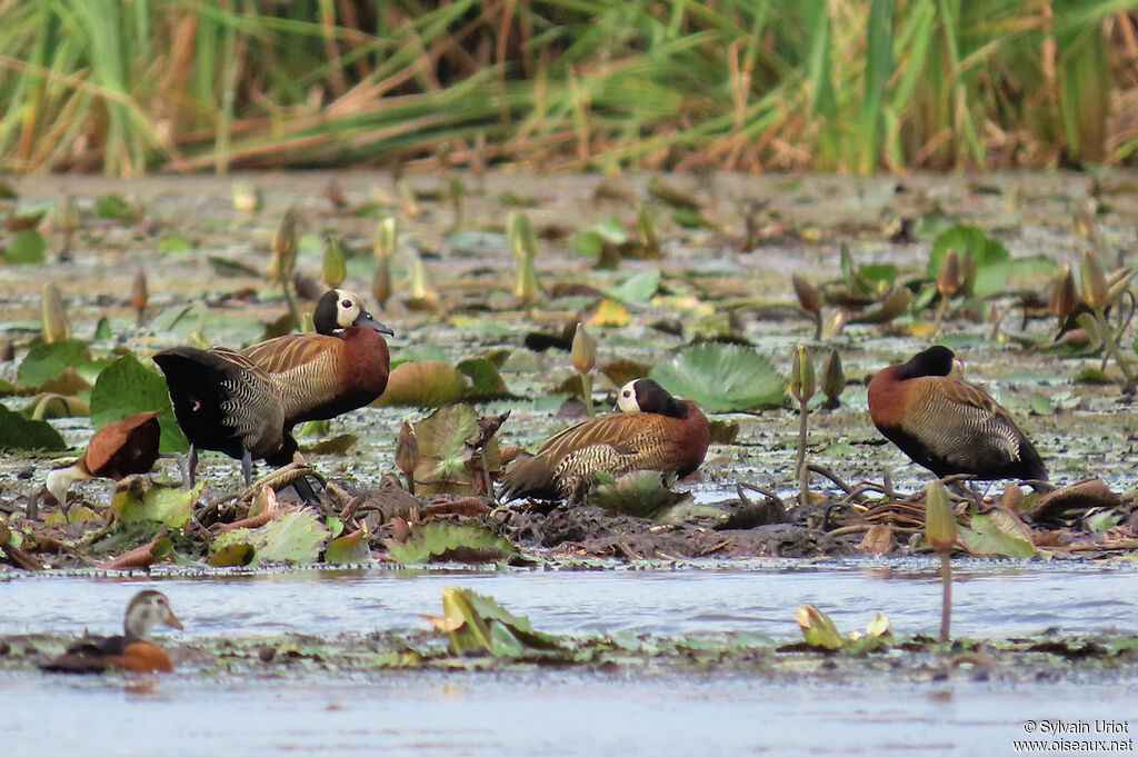 Dendrocygne veufadulte