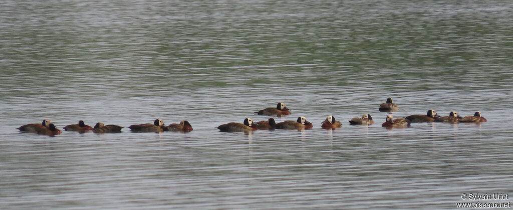 White-faced Whistling Duckadult