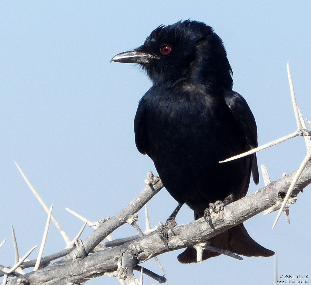 Fork-tailed Drongo