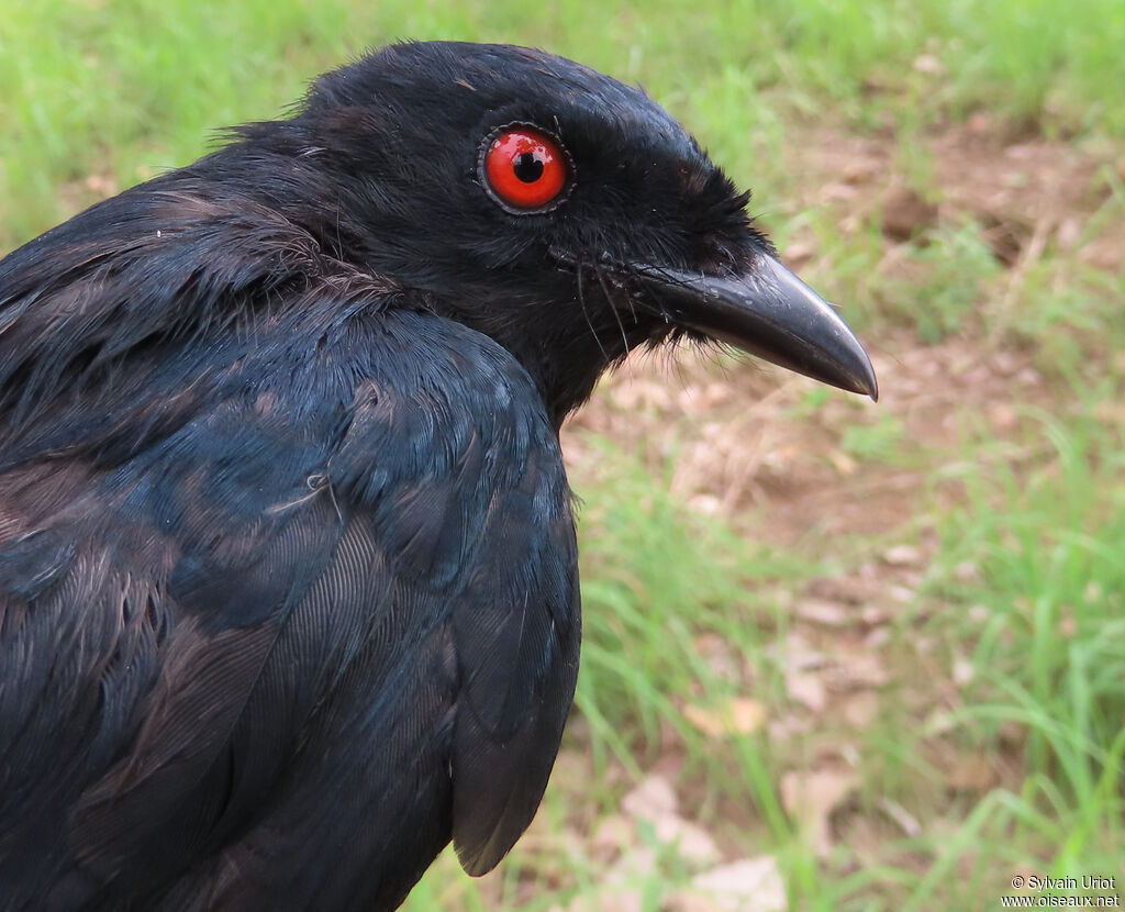 Drongo de Sharpeadulte