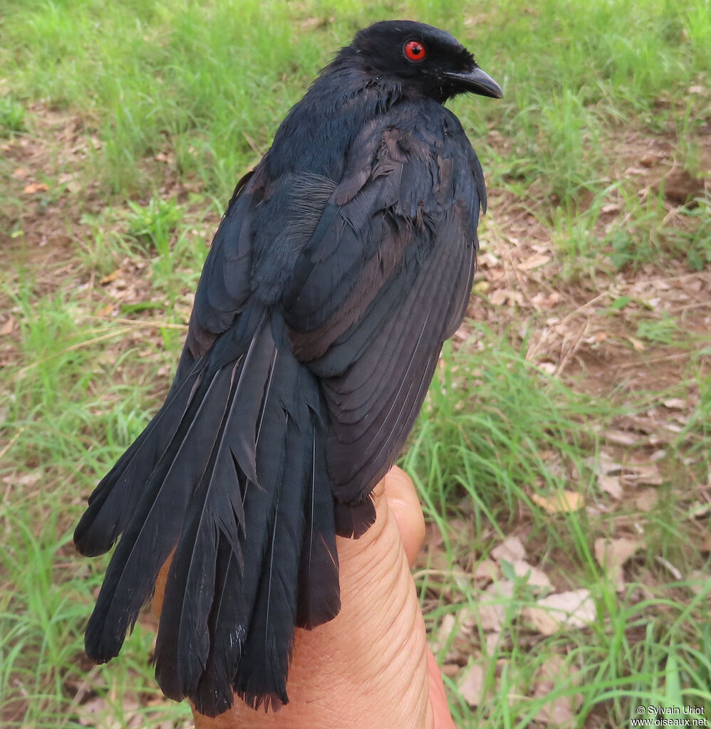 Drongo de Sharpeadulte