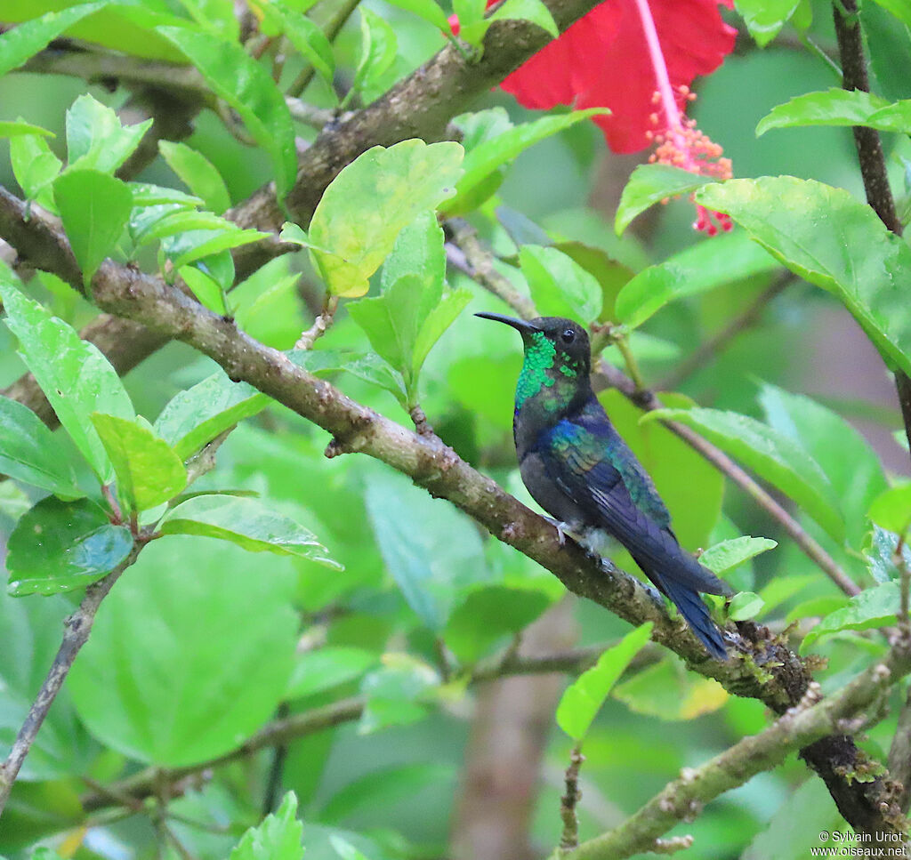 Dryade à queue fourchue mâle adulte