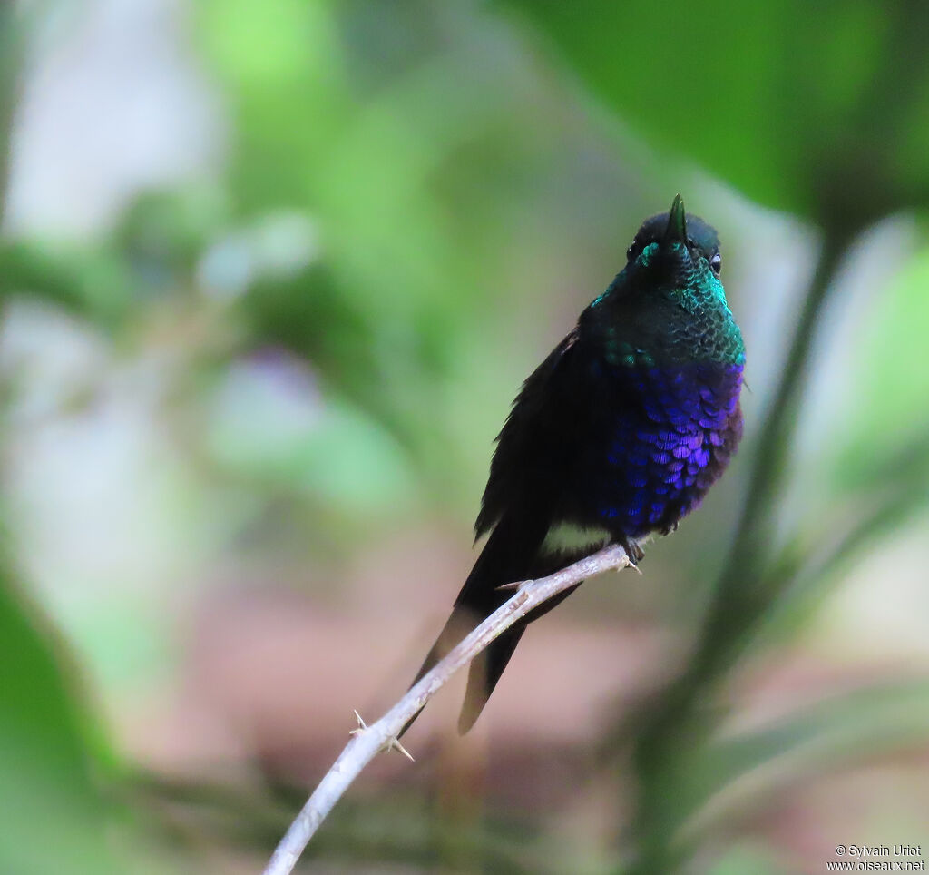 Dryade à queue fourchue mâle adulte
