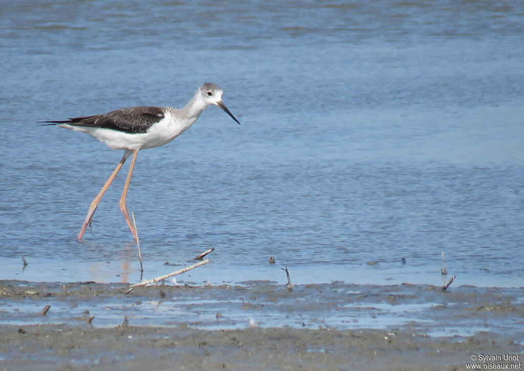 Black-winged Stiltimmature