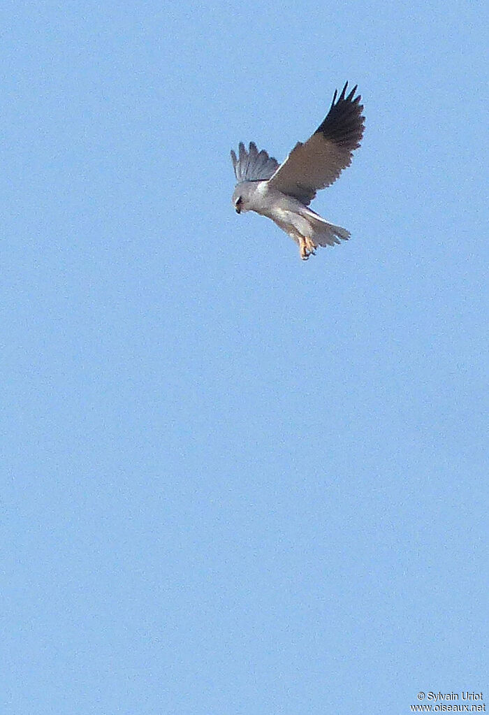 Black-winged Kite