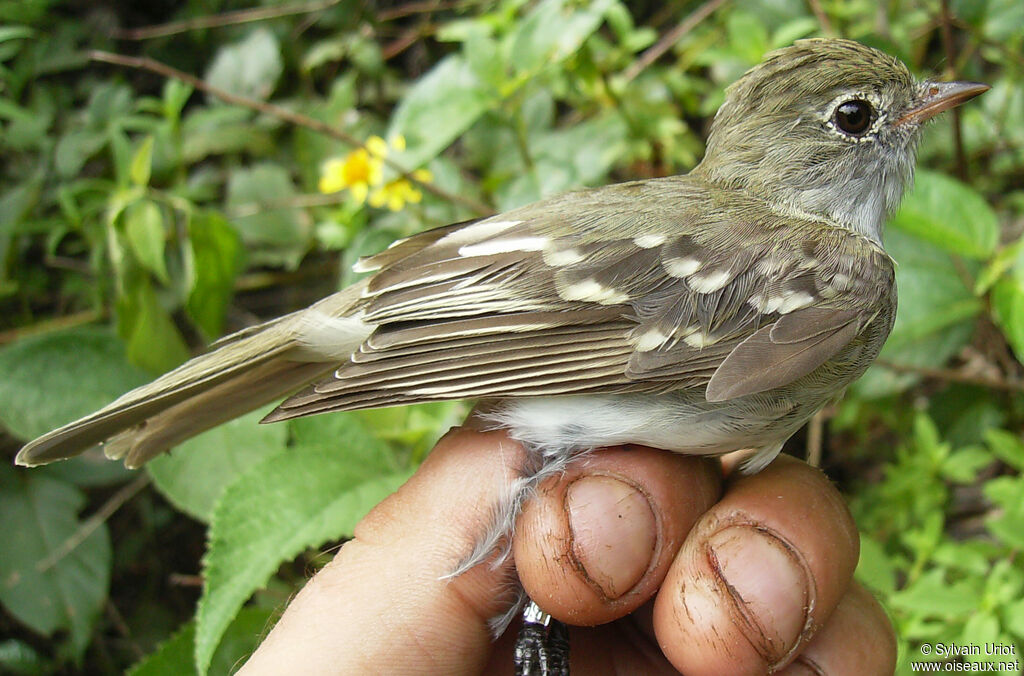 Élénie à bec court