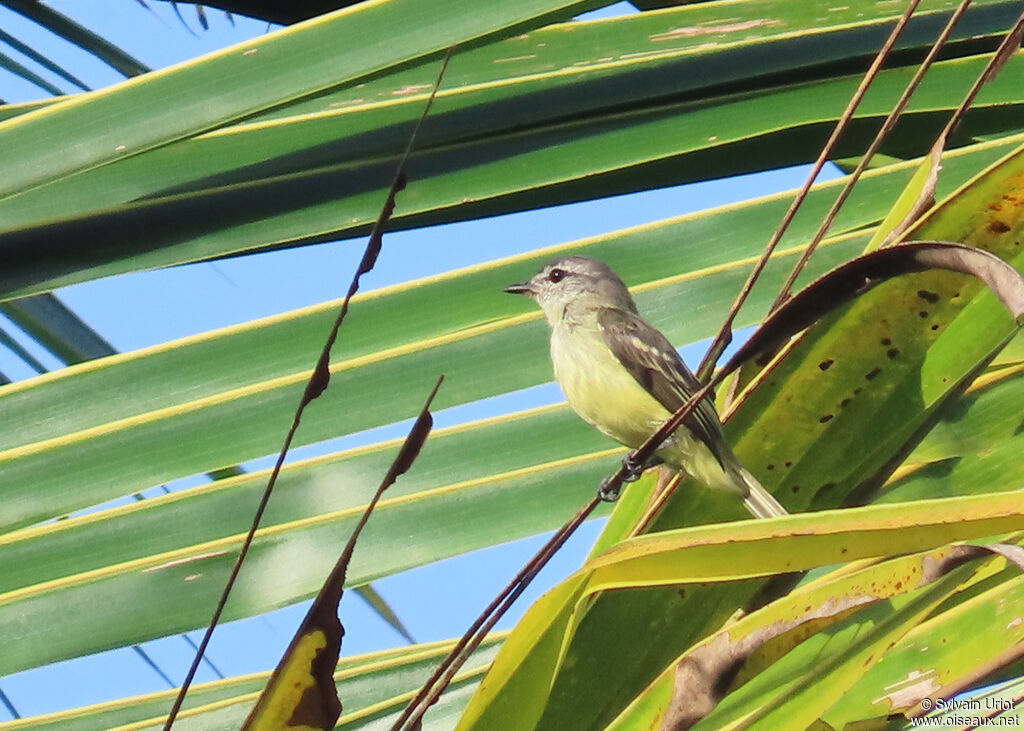 Forest Elaeniaadult
