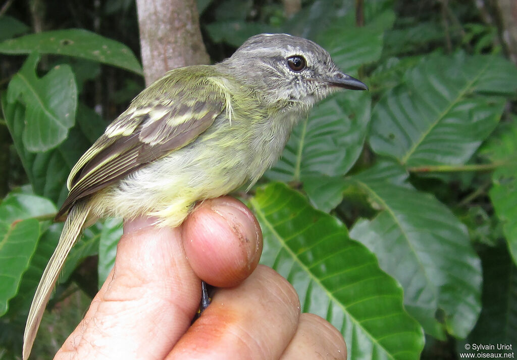 Élénie de Gaimardadulte